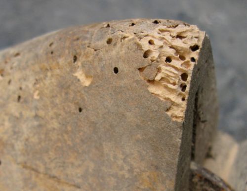 180908 TermiteShoes 03