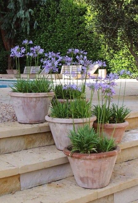 Terracotta Pots From the Simple to the Elegant